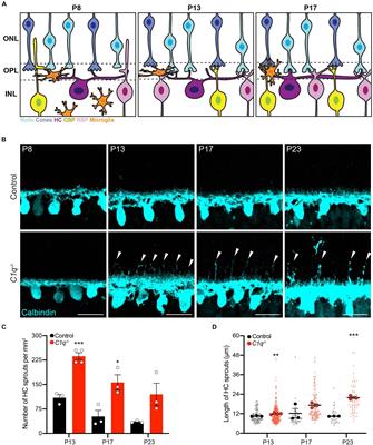 C1q Regulates Horizontal Cell Neurite Confinement in the Outer Retina